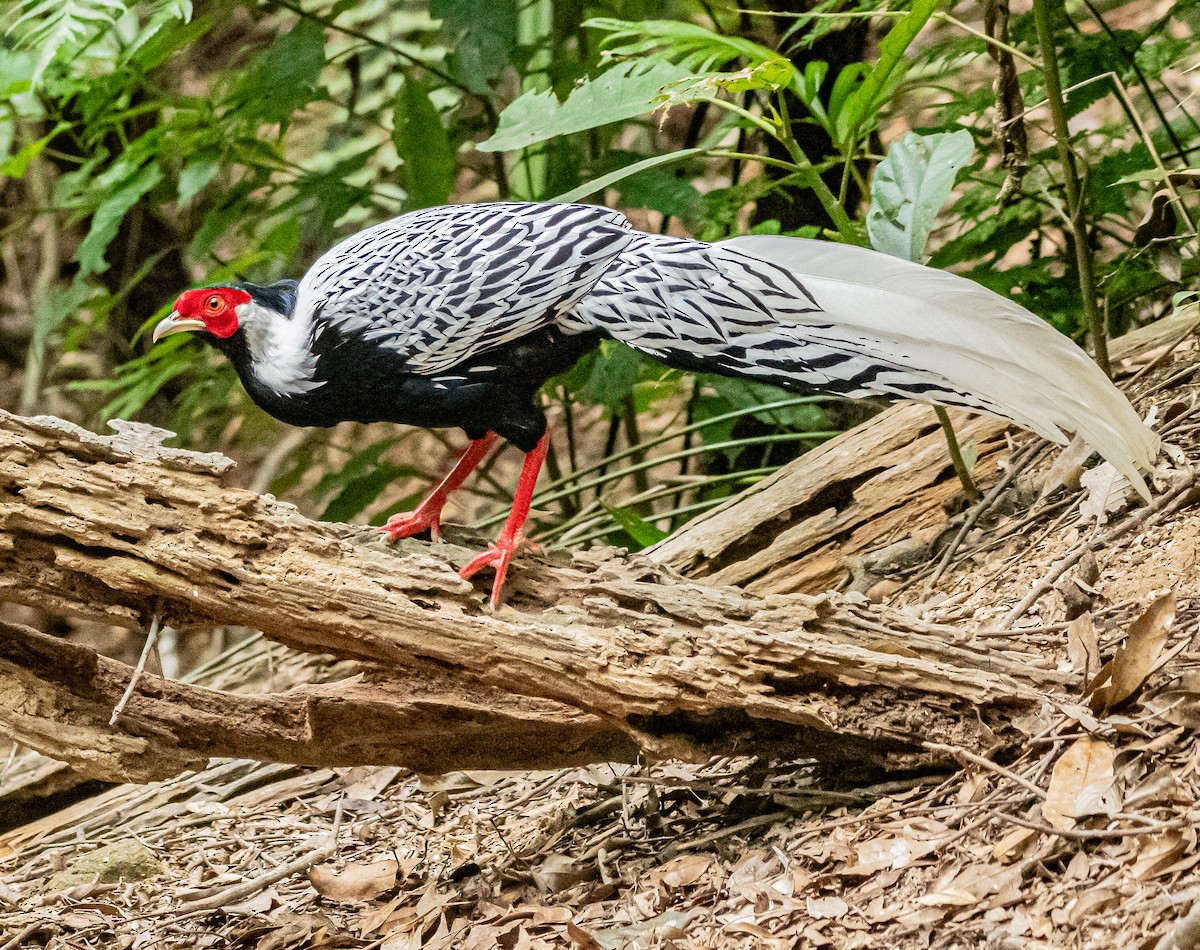 פסיון כסוף - ML647007458