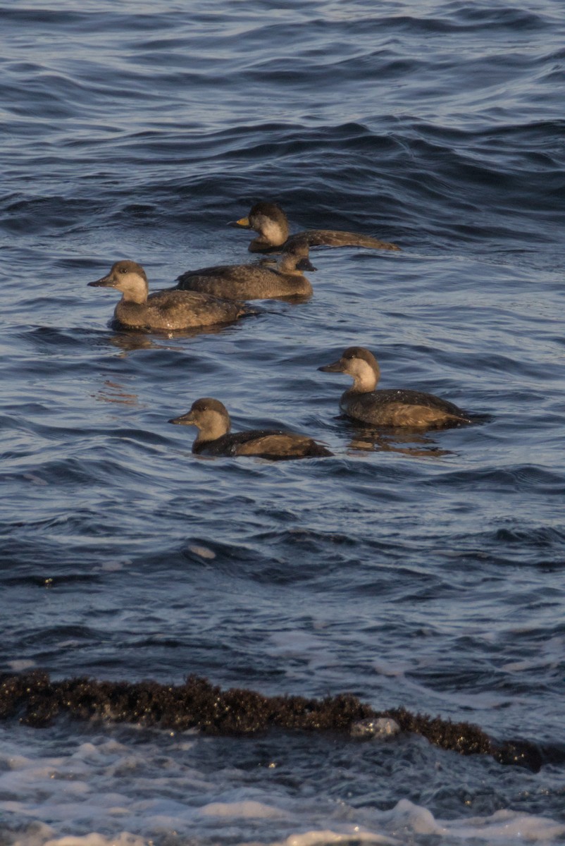 קטיפנית אמריקנית - ML647007459