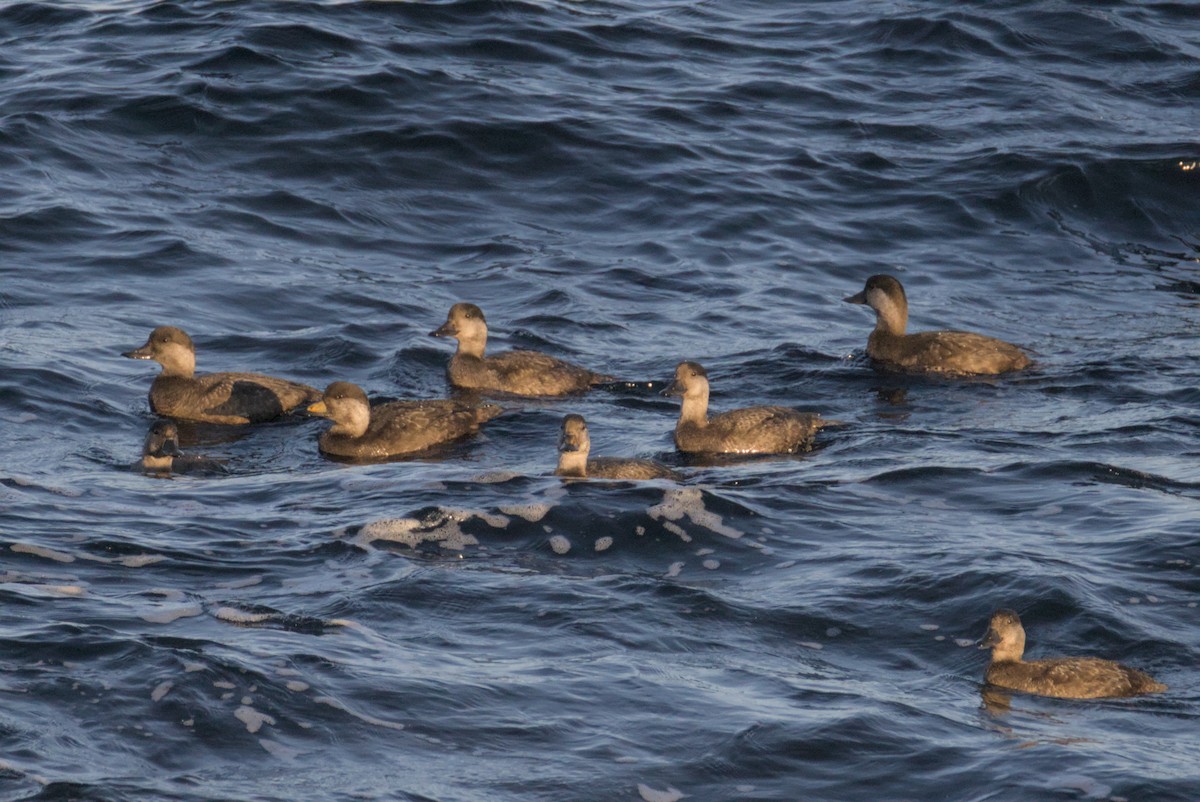 קטיפנית אמריקנית - ML647007460