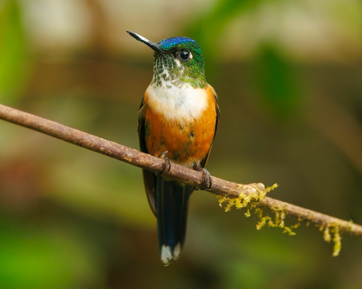 Violet-tailed Sylph - ML647007461