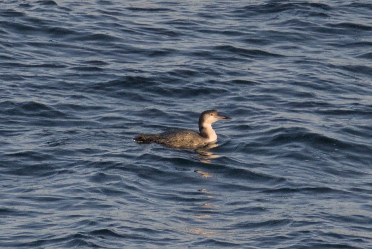 צוללן צפוני - ML647007463