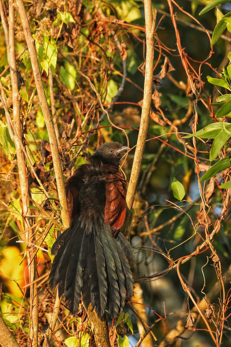 Greater Coucal - ML647007464