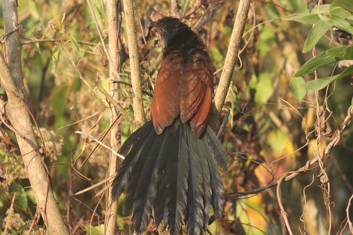 Greater Coucal - ML647007465