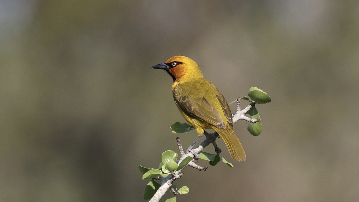 Cape Weaver - ML647007466