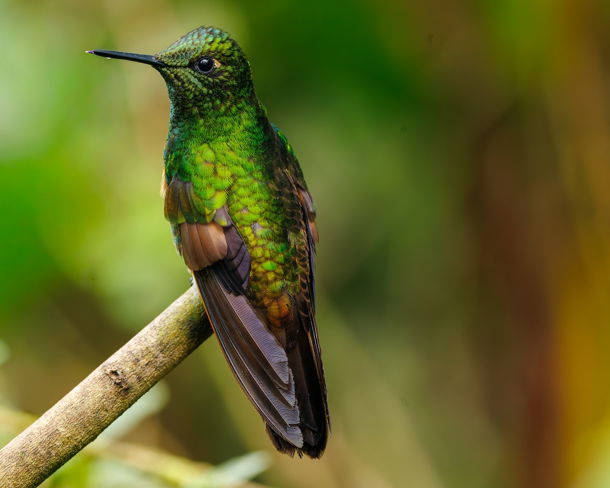 Buff-tailed Coronet - ML647007467