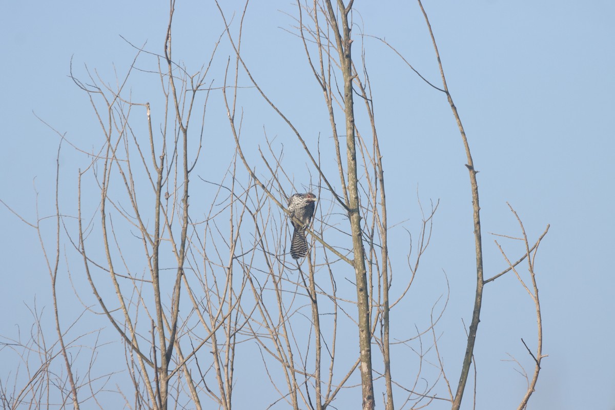 קואל אסייתי - ML647007468