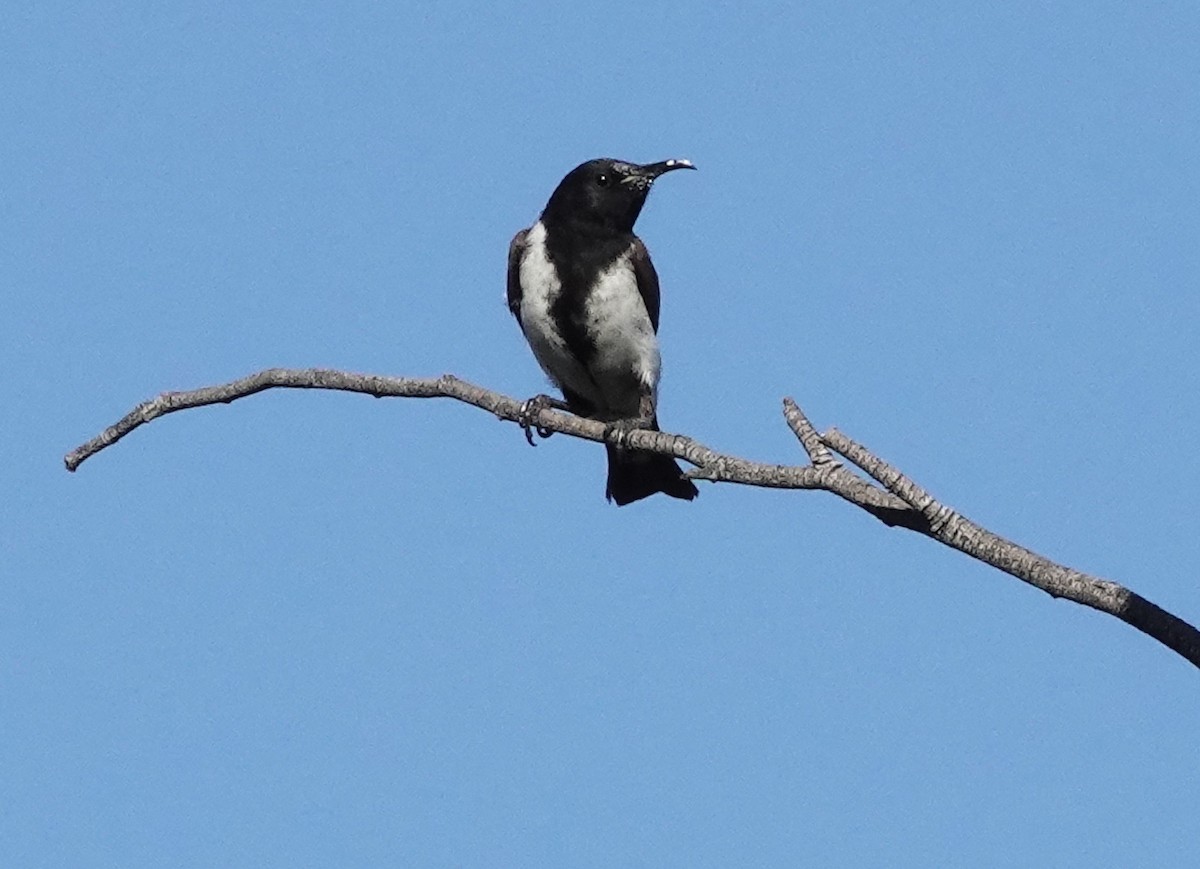 Black Honeyeater - ML647007469