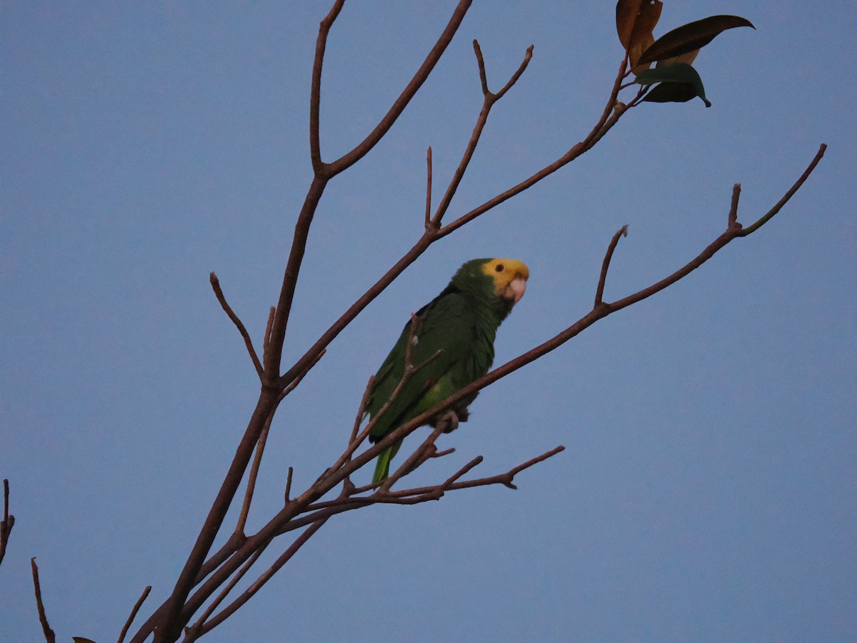 Yellow-headed Amazon - ML647007470
