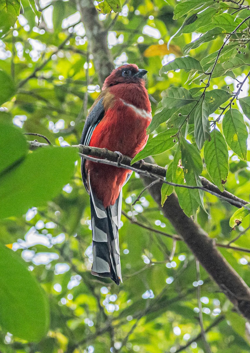 Red-headed Trogon - ML647007471
