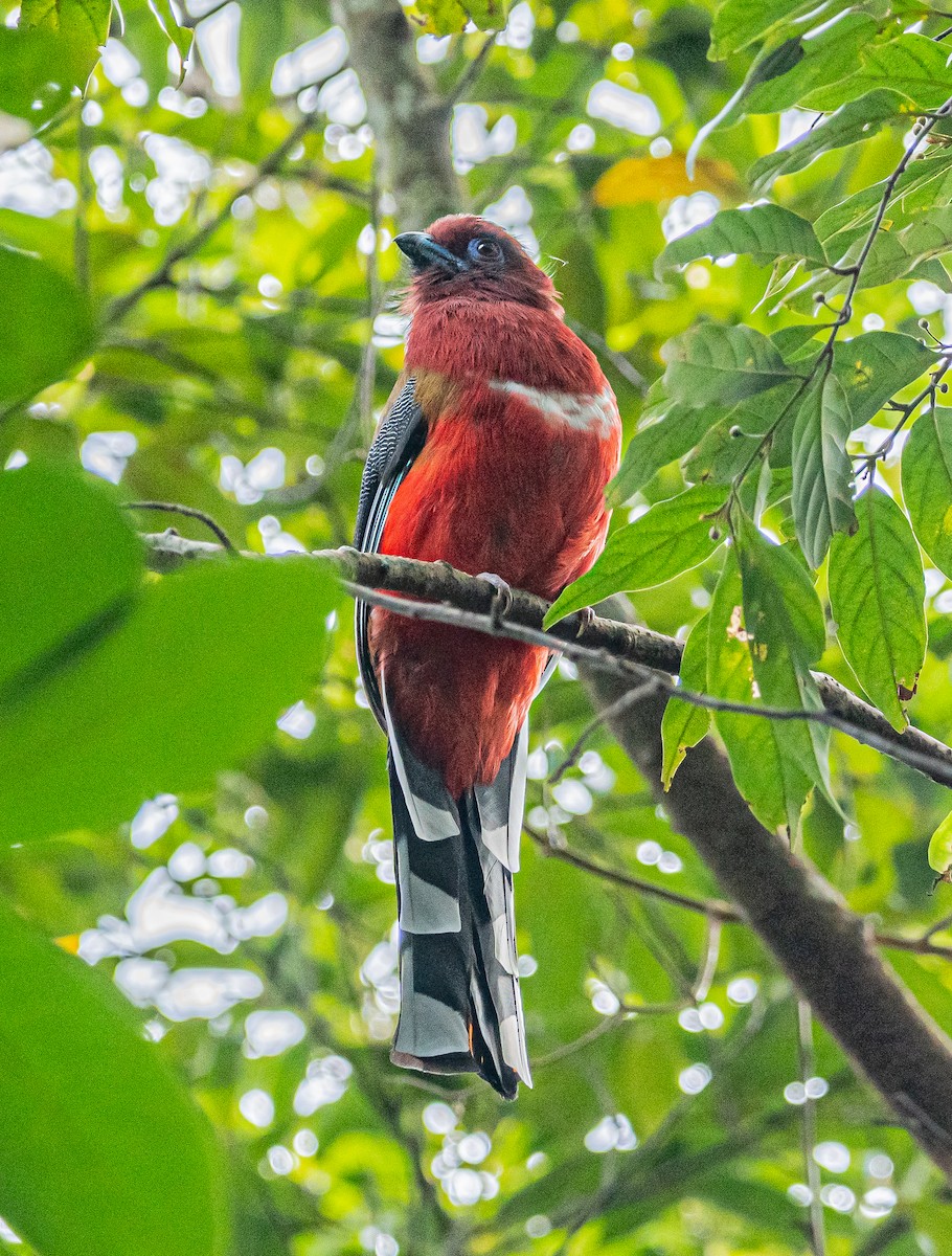 Red-headed Trogon - ML647007472