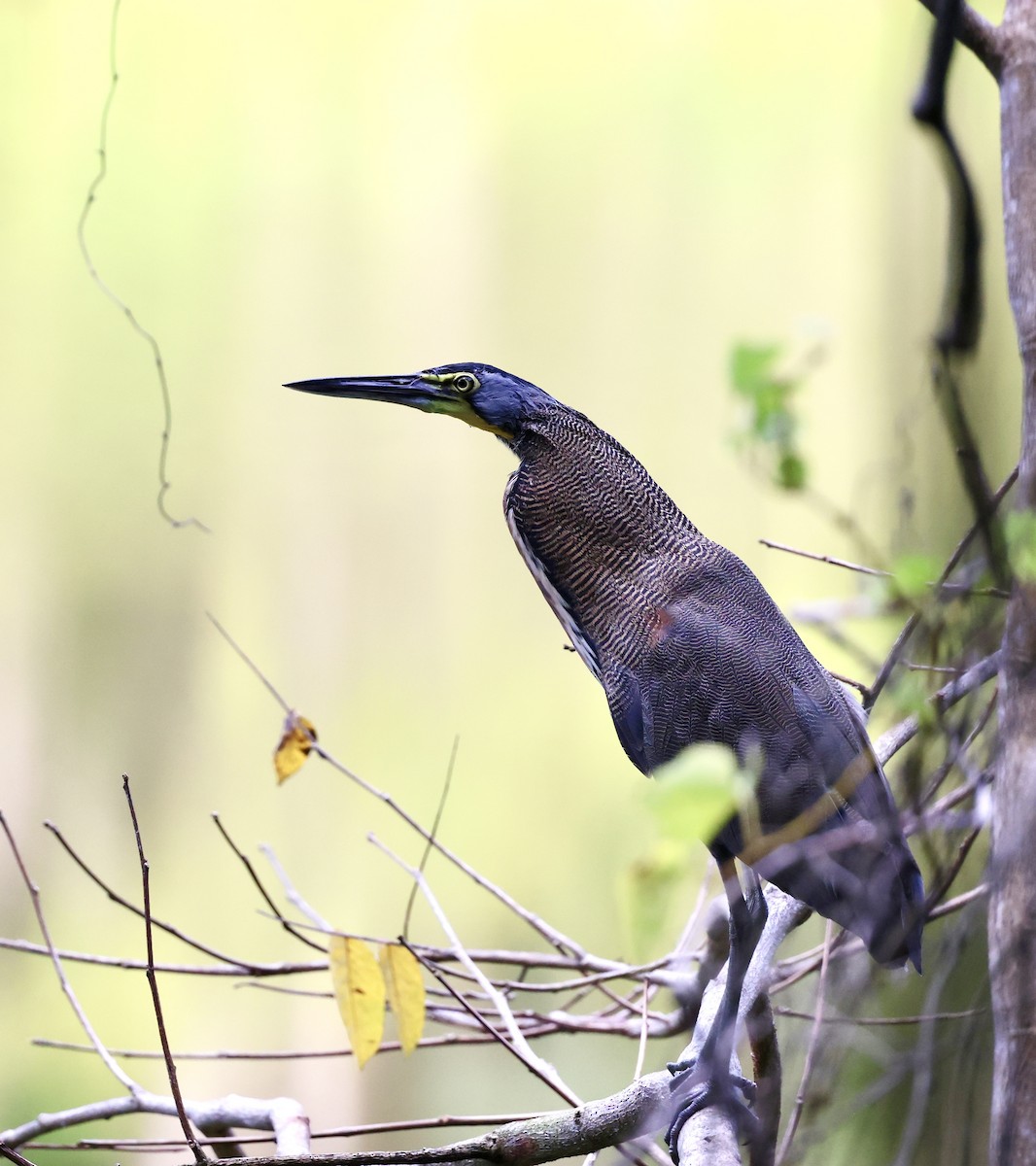 Bare-throated Tiger-Heron - ML647007474
