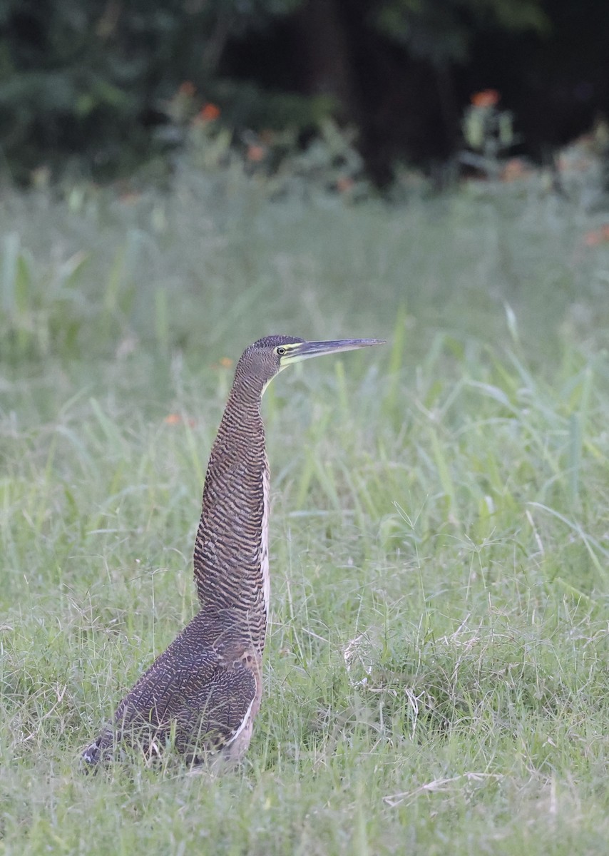 Bare-throated Tiger-Heron - ML647007475