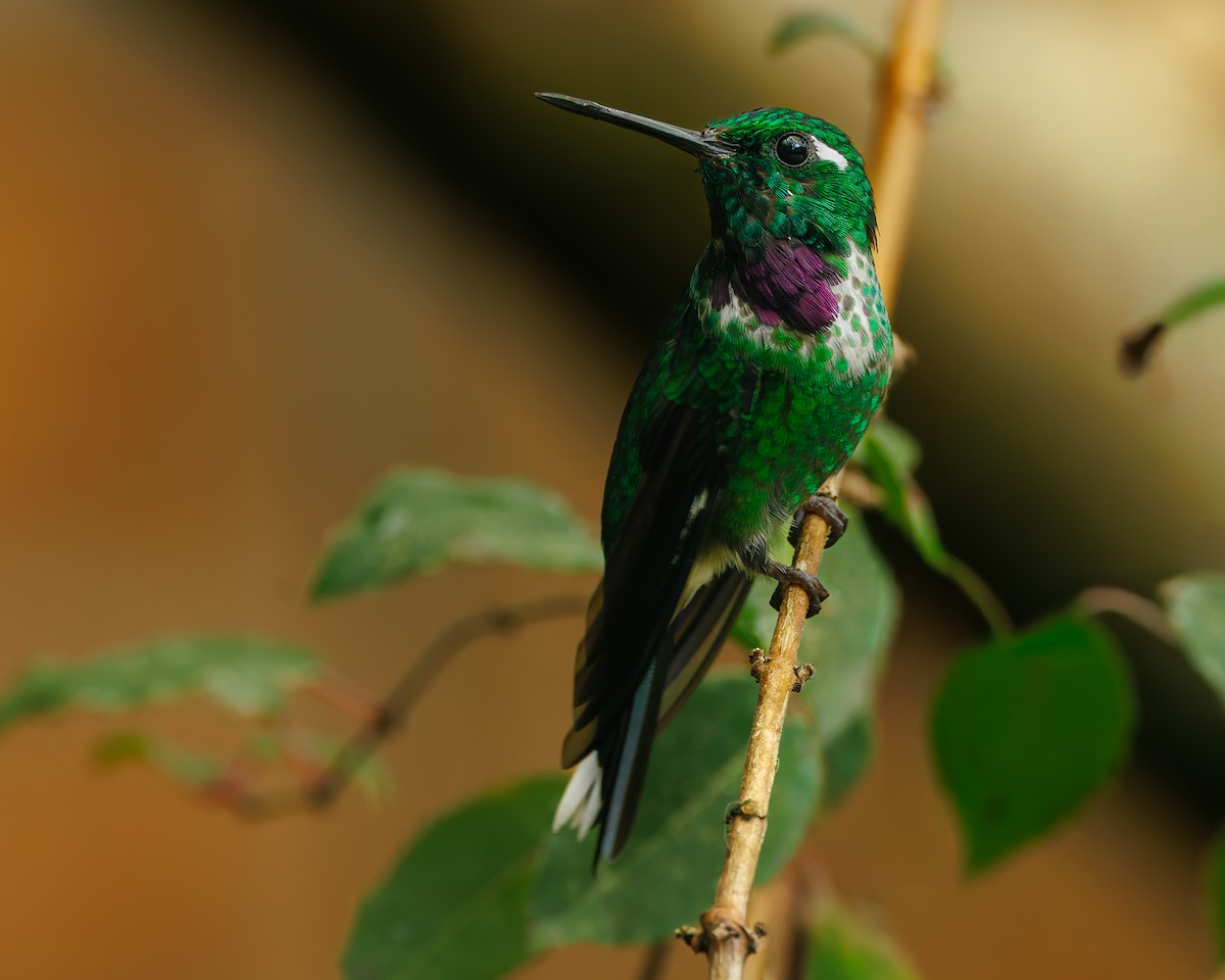 Purple-bibbed Whitetip - ML647007476