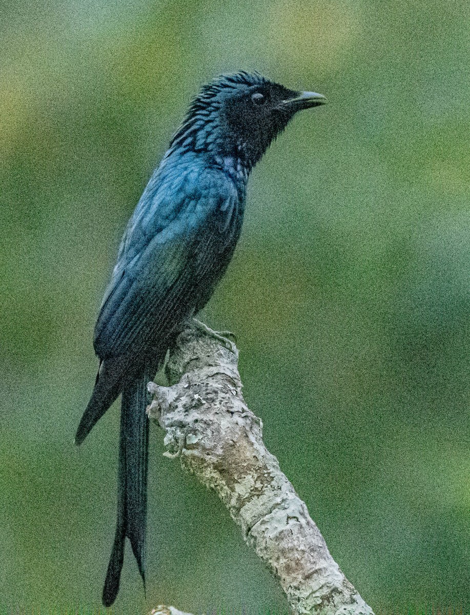 Bronzed Drongo - ML647007477