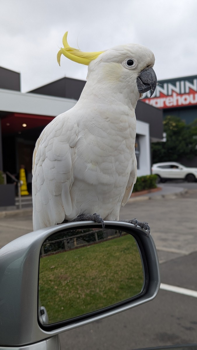 Sulphur-crested Cockatoo - ML647007478
