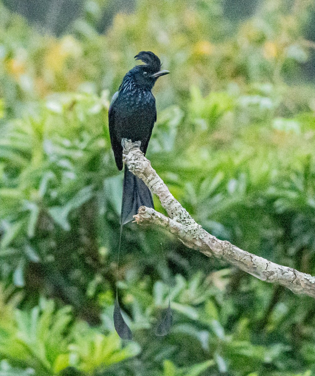 Greater Racket-tailed Drongo - ML647007479