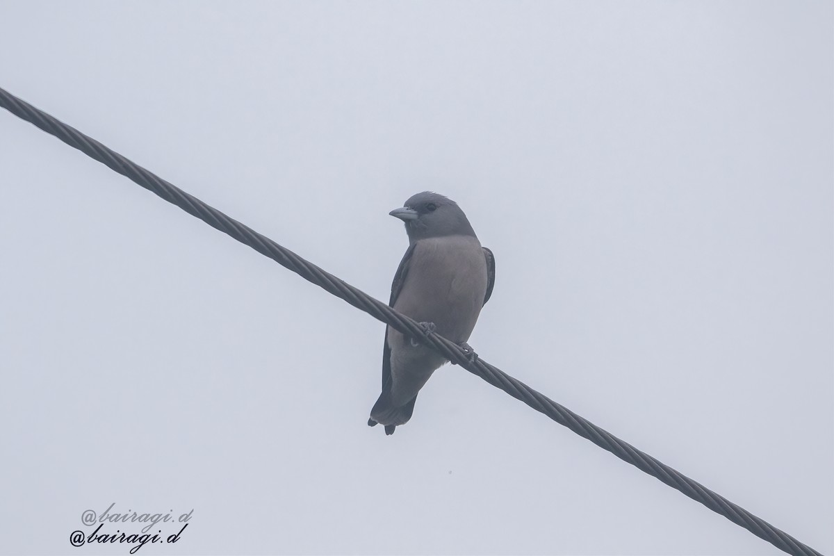 Ashy Woodswallow - ML647007480