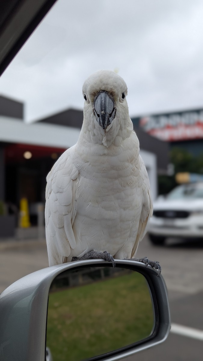 Sulphur-crested Cockatoo - ML647007481