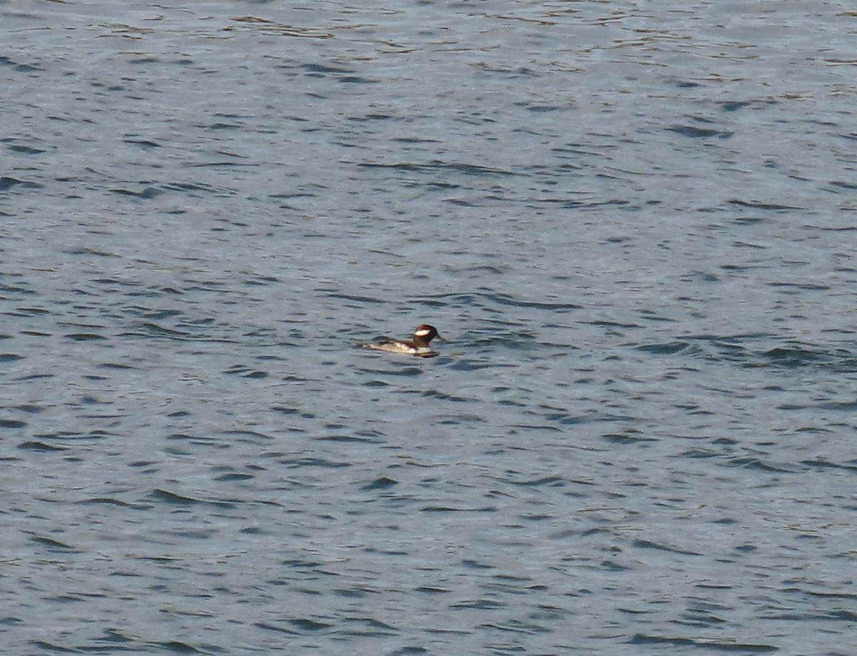 עבראש לבנוני - ML647007482