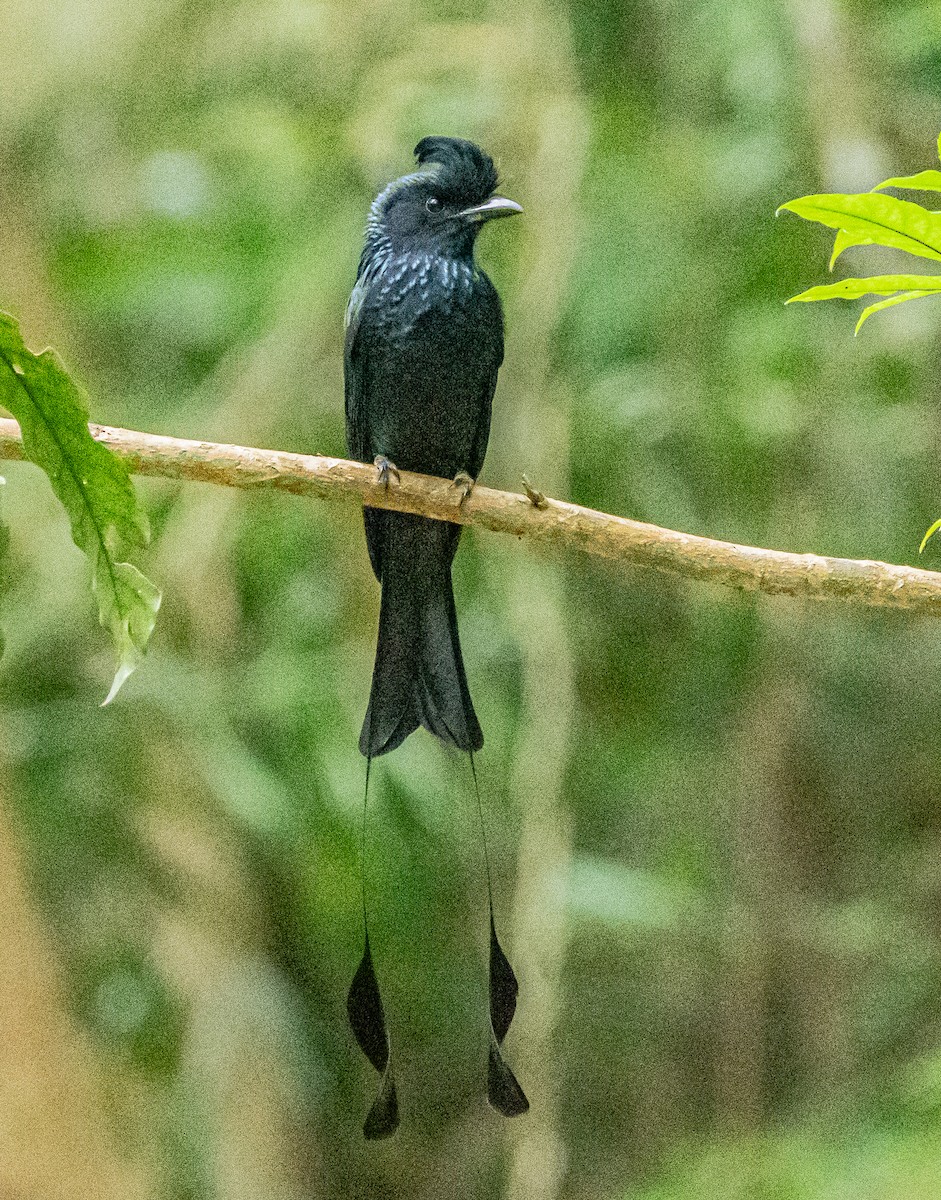 Bronzed Drongo - ML647007483
