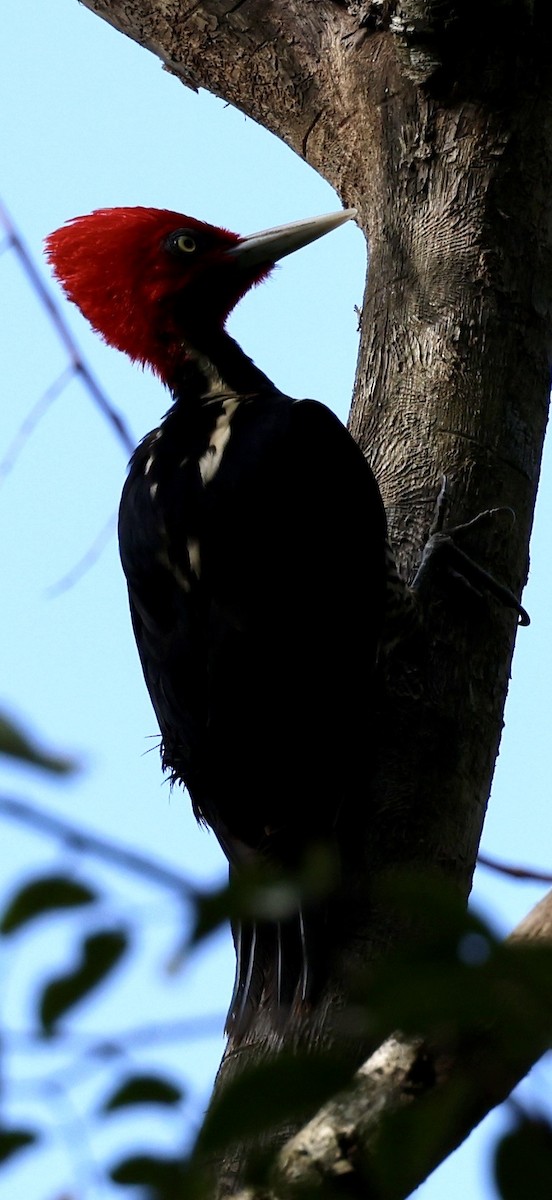 Pale-billed Woodpecker - ML647007484