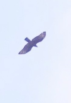 אייה מזרחית - ML647007485