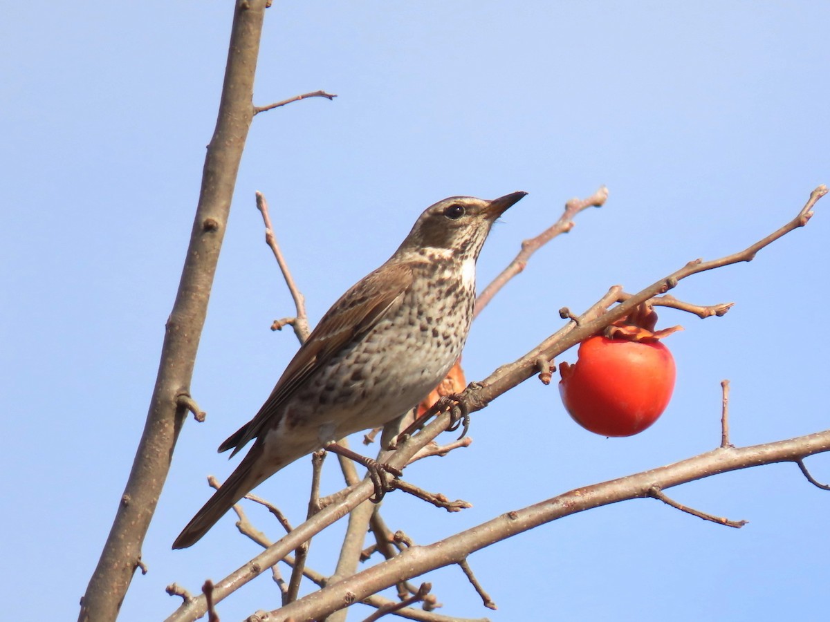 斑點鶇 - ML647007486