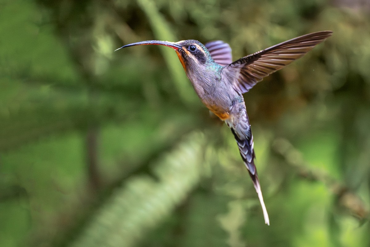 Green Hermit - ML647007488