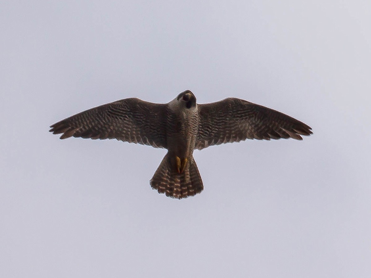 Peregrine Falcon - ML647007489