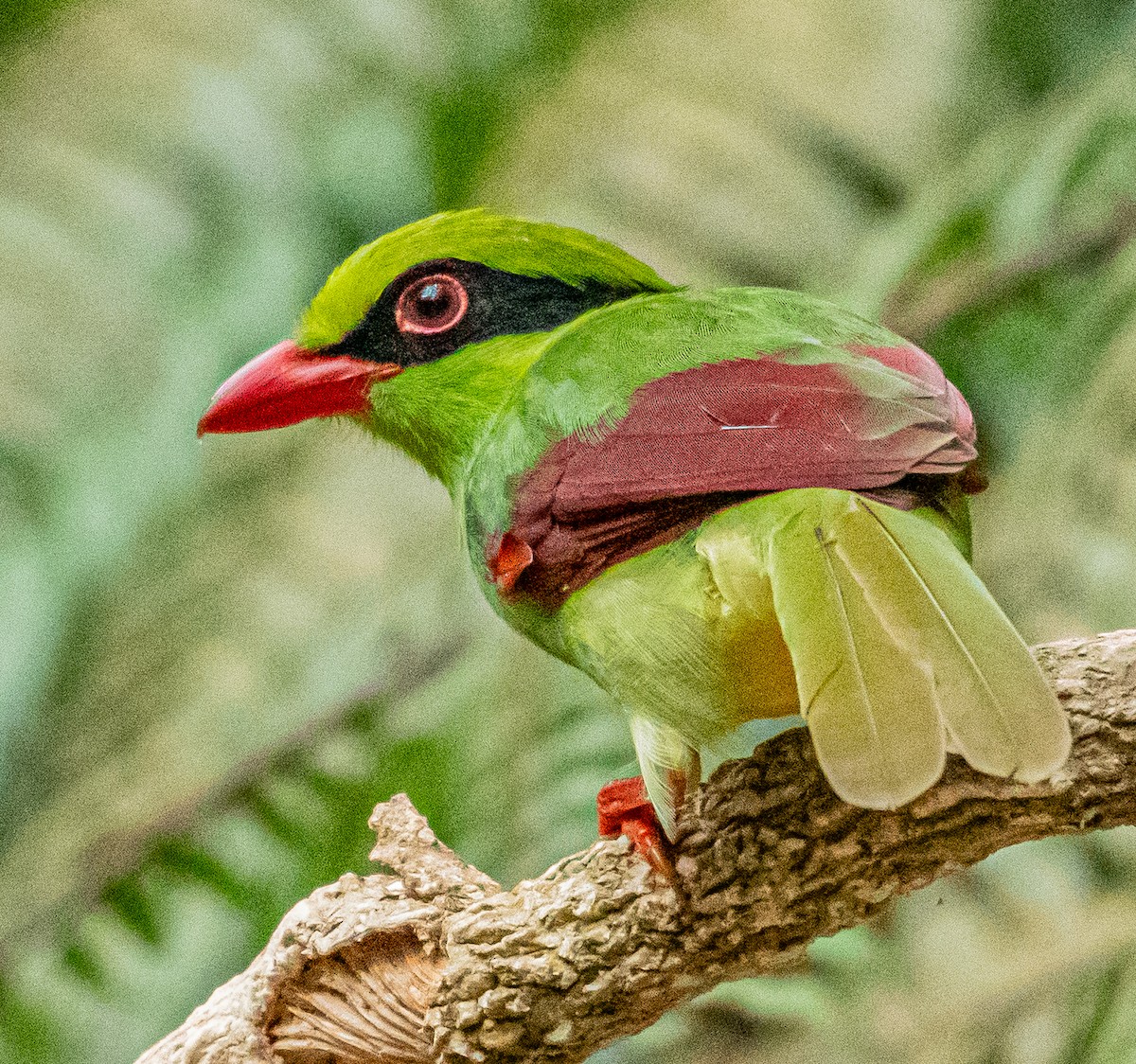 Indochinese Green-Magpie - ML647007491