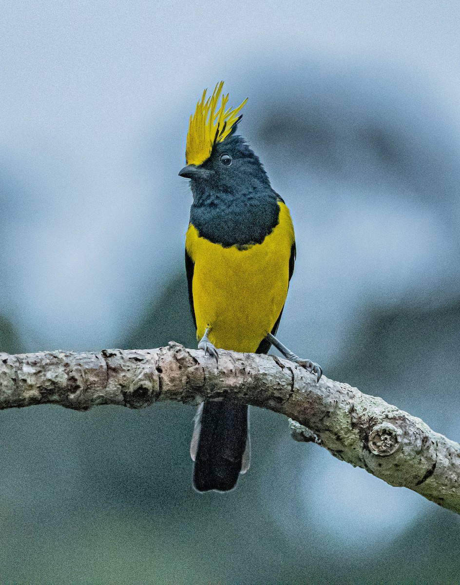 Sultan Tit - ML647007492