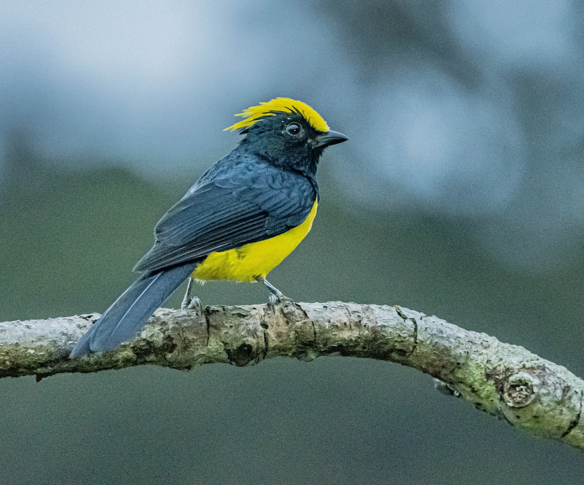 Sultan Tit - ML647007493