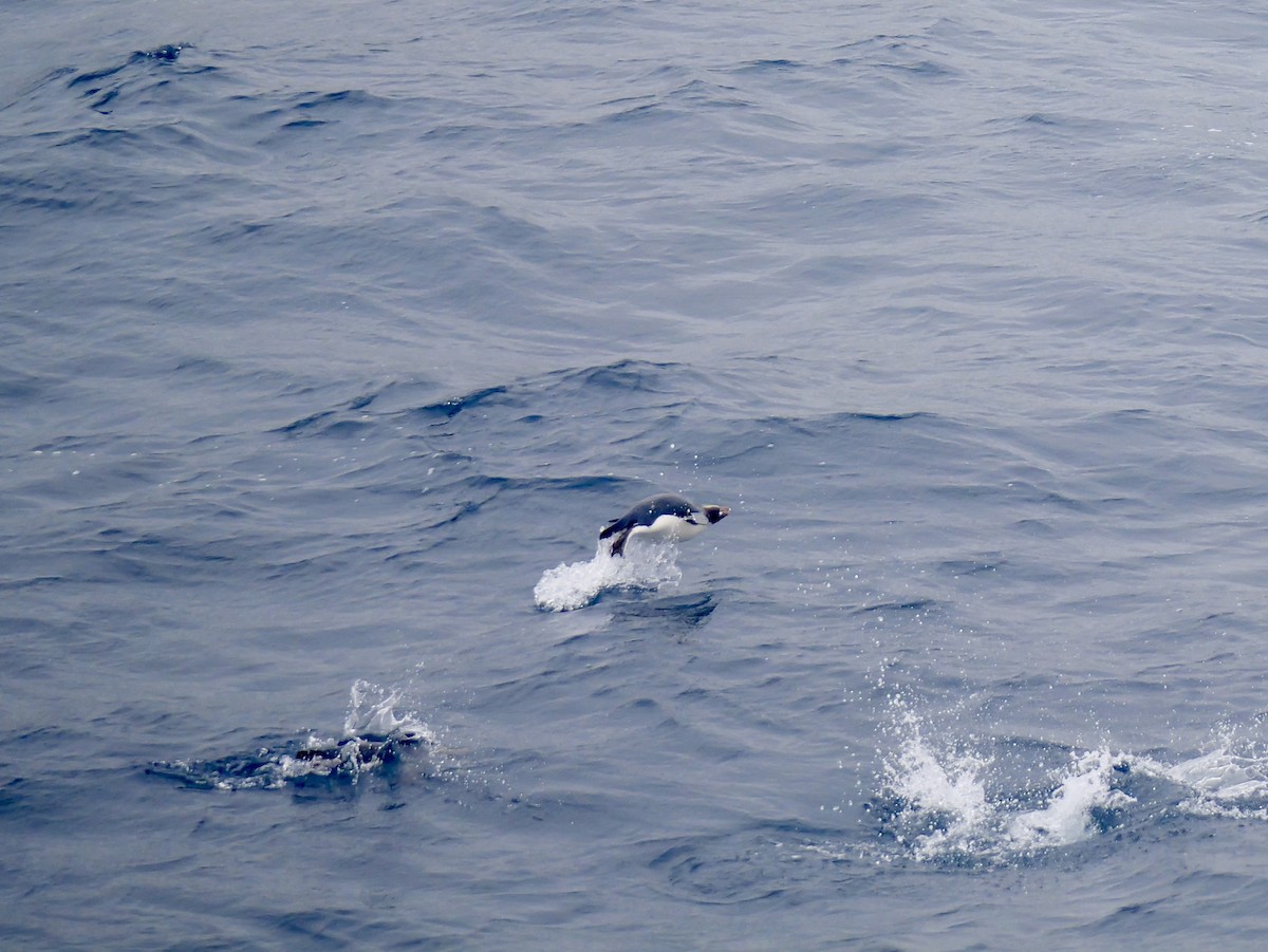 Erect-crested Penguin - ML647007494