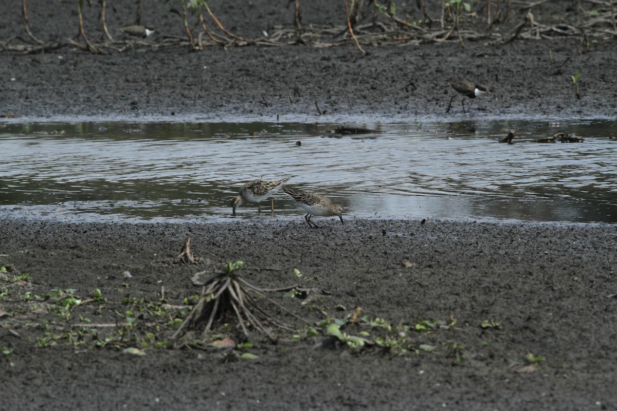 Sharp-tailed Sandpiper - ML647007495