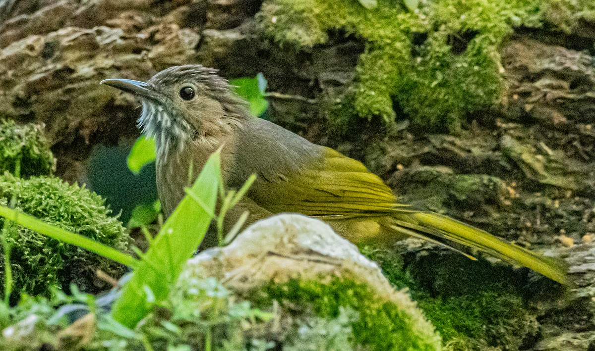 Mountain Bulbul - ML647007496