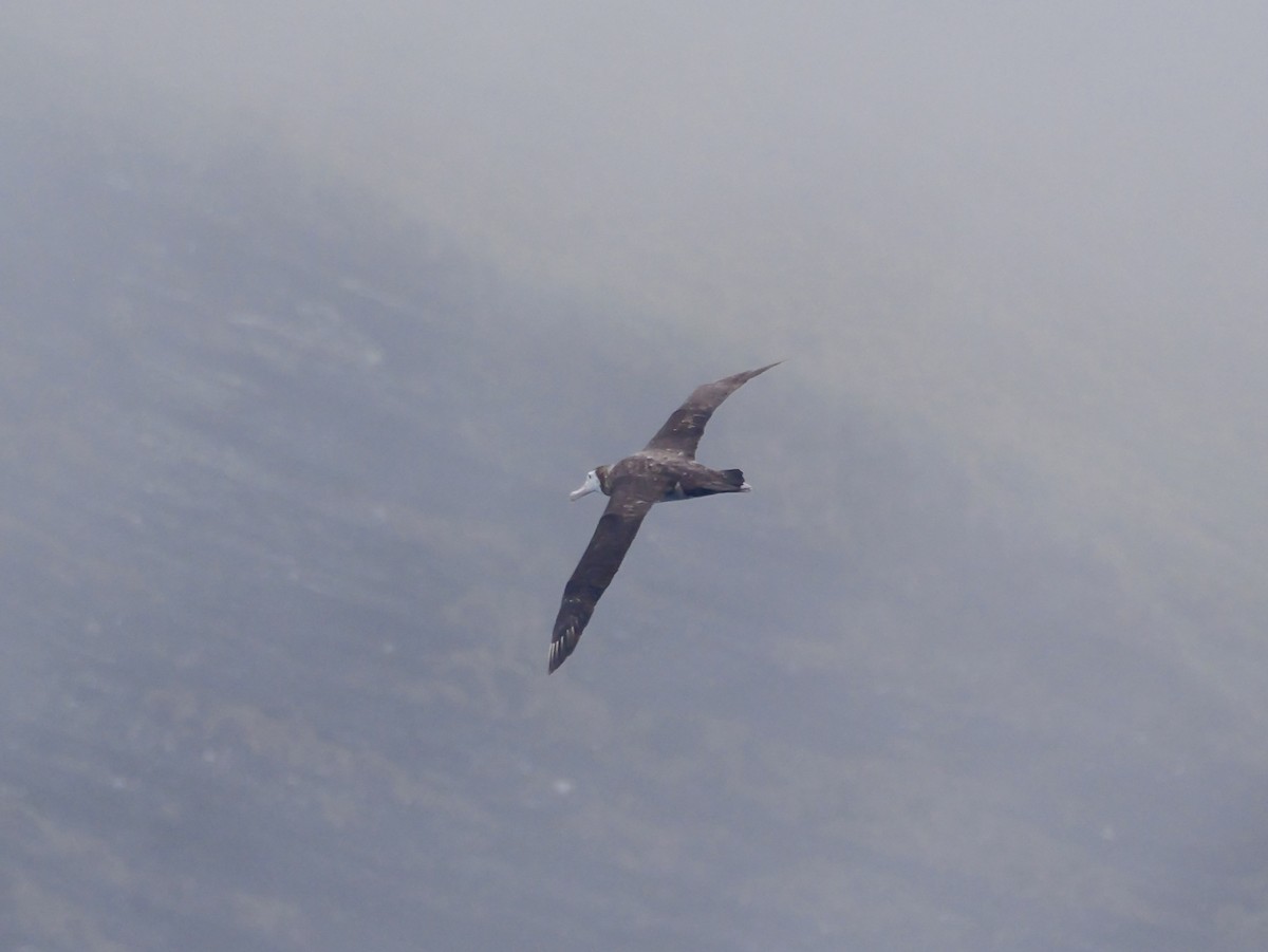 Antipodean Albatross (New Zealand) - ML647007499