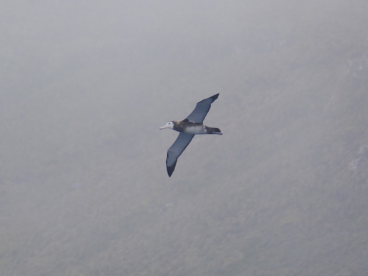 Antipodean Albatross (New Zealand) - ML647007500