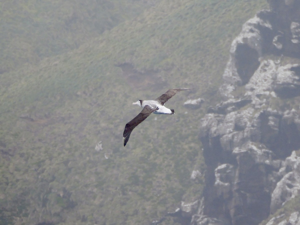 Antipodean Albatross (New Zealand) - ML647007501
