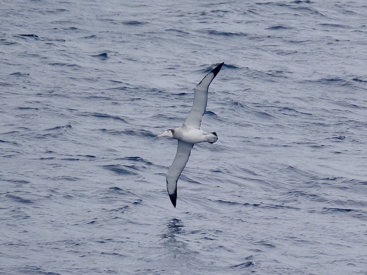 Antipodean Albatross (New Zealand) - ML647007502