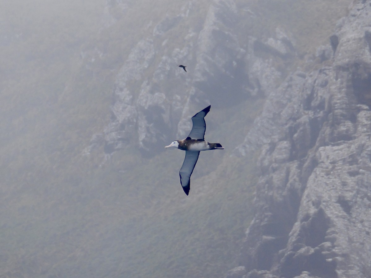 Antipodean Albatross (New Zealand) - ML647007503