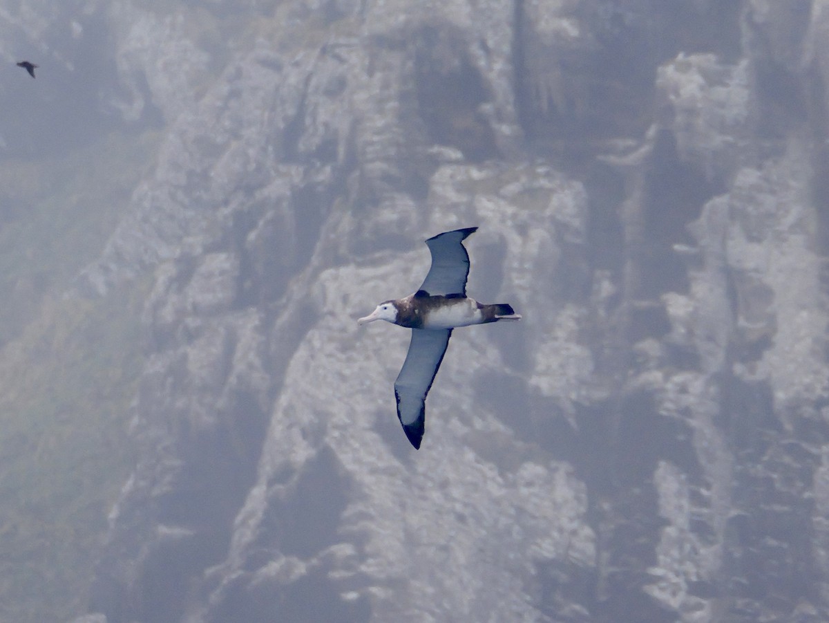 Antipodean Albatross (New Zealand) - ML647007504