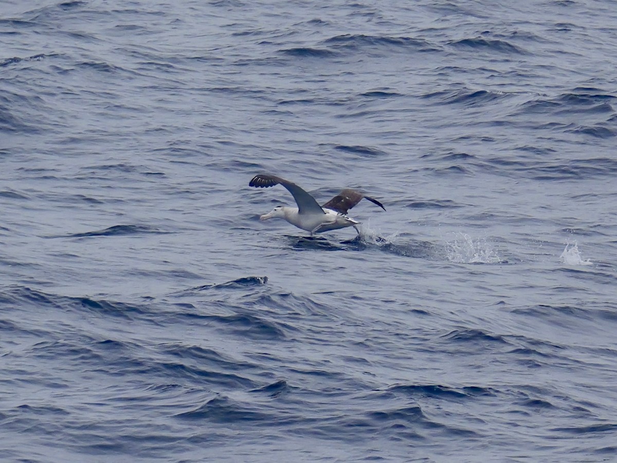 Antipodean Albatross (New Zealand) - ML647007505