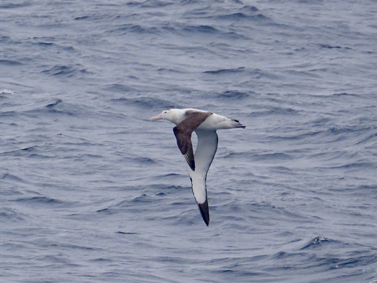 Antipodean Albatross (New Zealand) - ML647007506