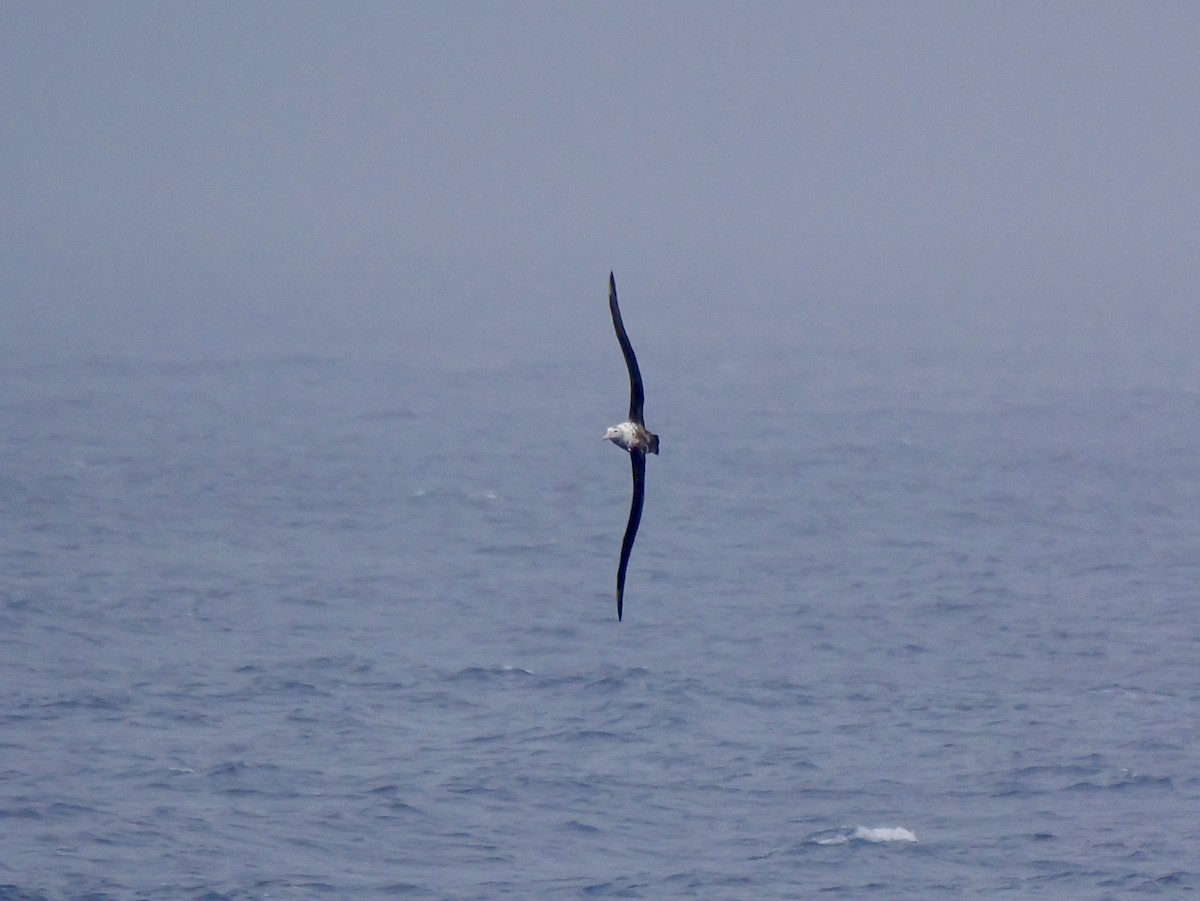 Antipodean Albatross (New Zealand) - ML647007507