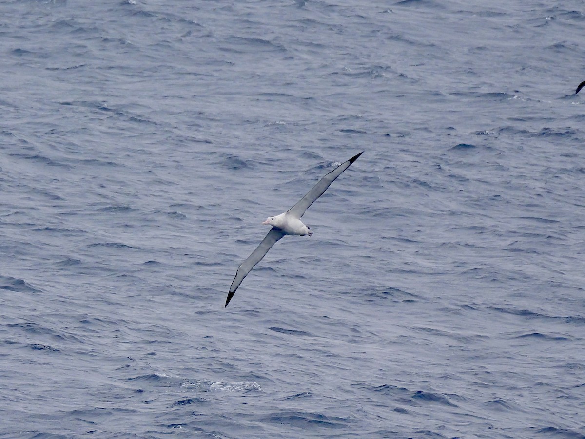 Antipodean Albatross (New Zealand) - ML647007508