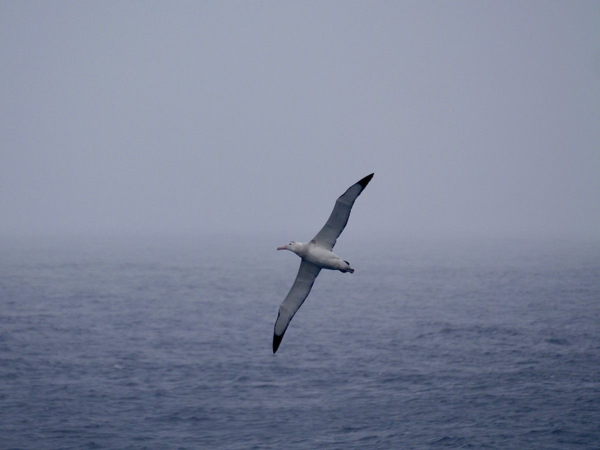 Antipodean Albatross (New Zealand) - ML647007509