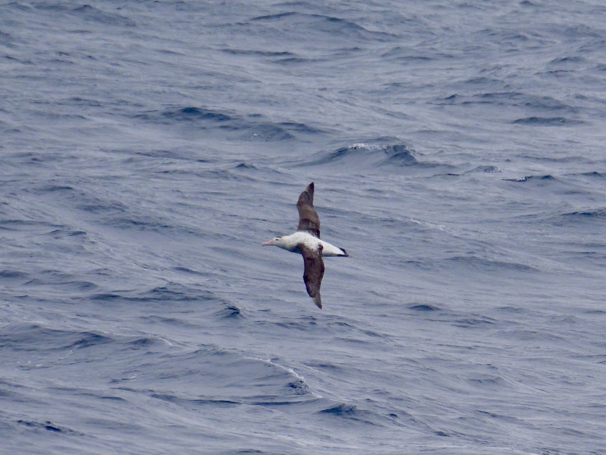 Antipodean Albatross (New Zealand) - ML647007510