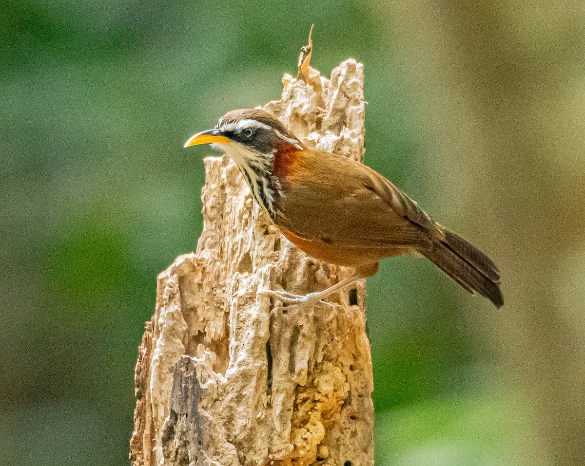Streak-breasted Scimitar-Babbler - ML647007511