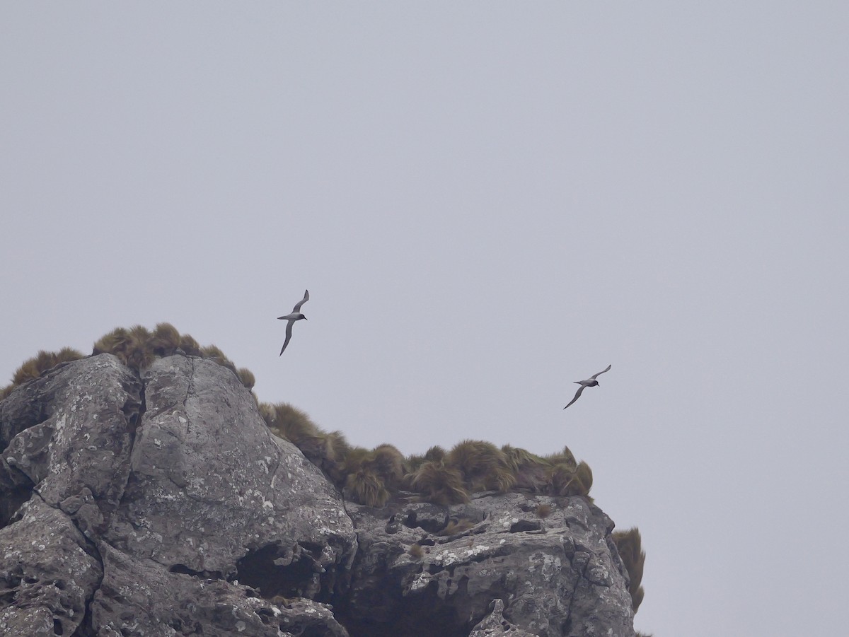 Light-mantled Albatross - ML647007513