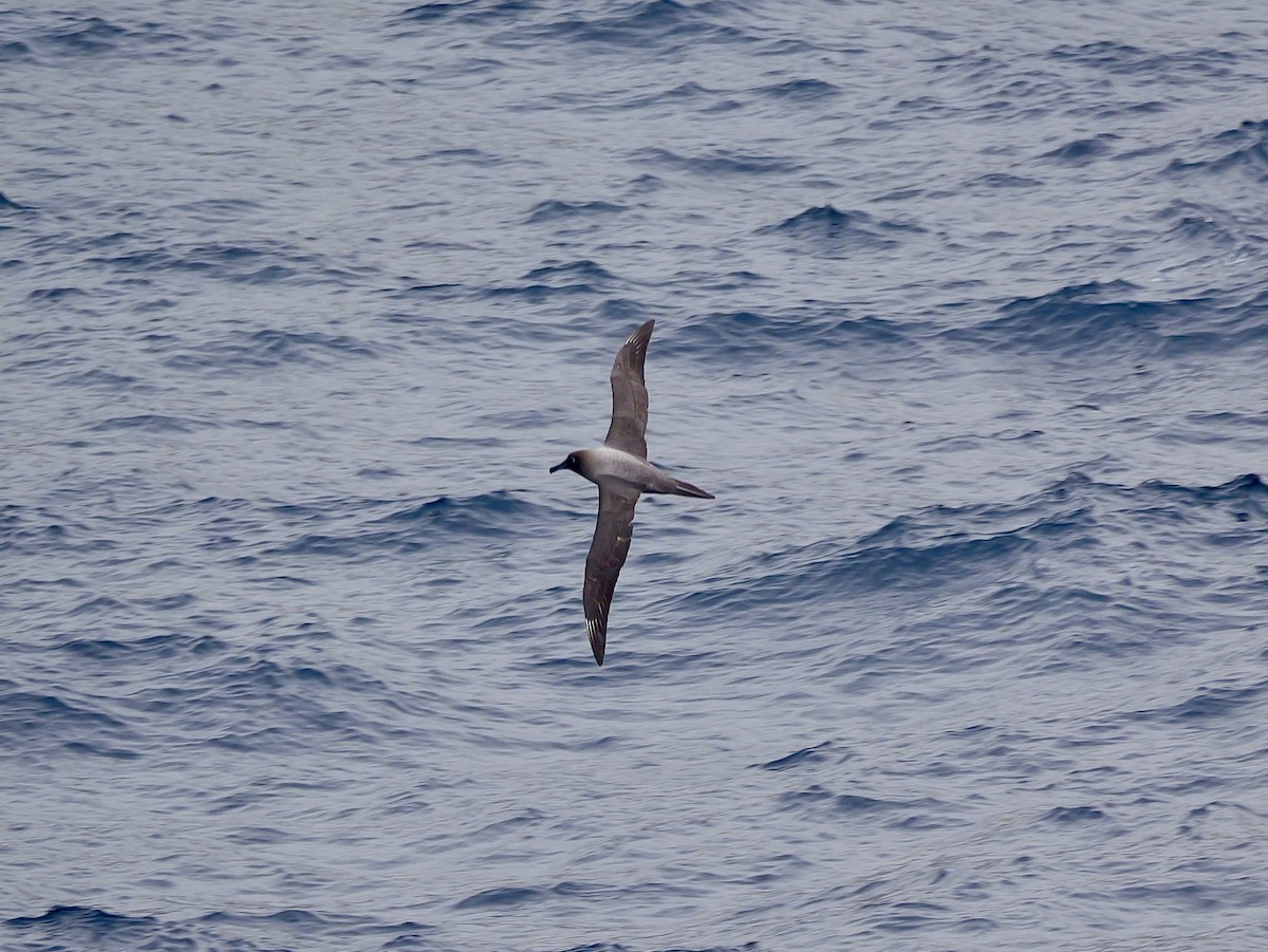 Light-mantled Albatross - ML647007514